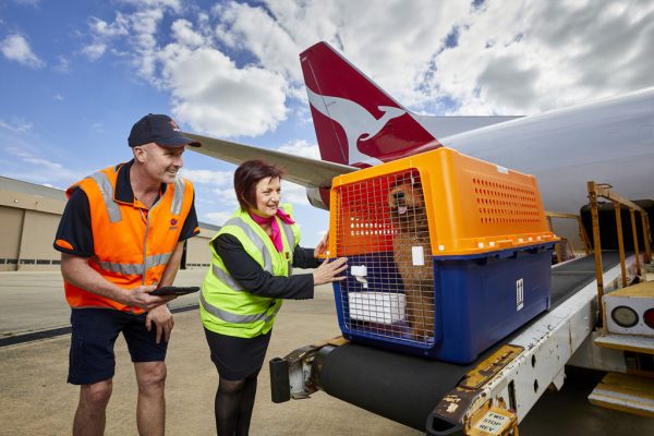 Pet Shipping Constraints